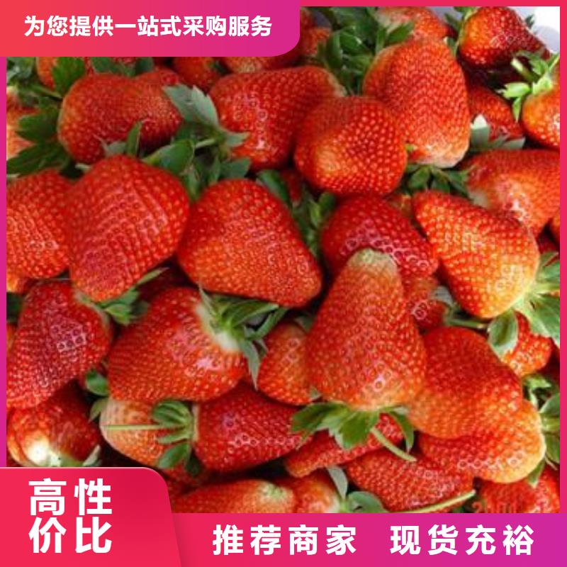 草莓苗桃树苗核心技术价格有优势