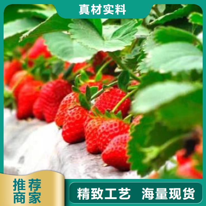 【草莓苗,桃树苗技术先进】库存量大