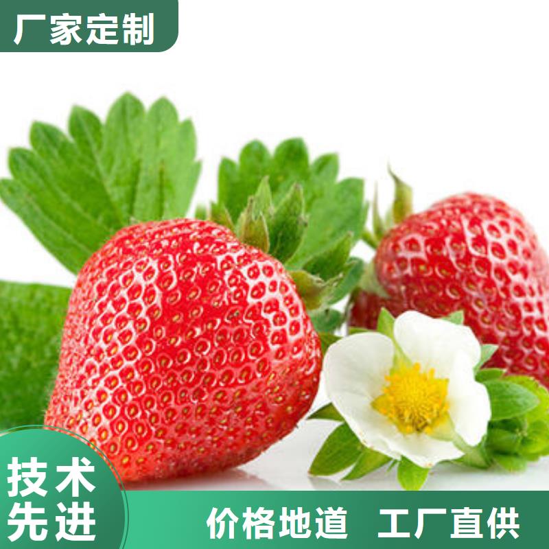 草莓苗花椒苗质保一年好品质经得住考验