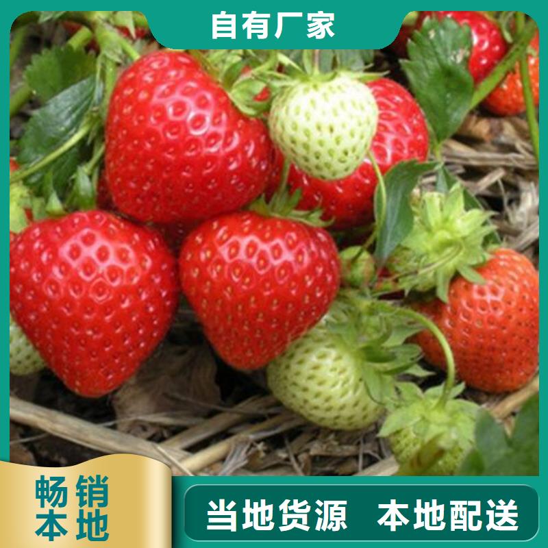 草莓苗山楂苗从源头保证品质当地供应商