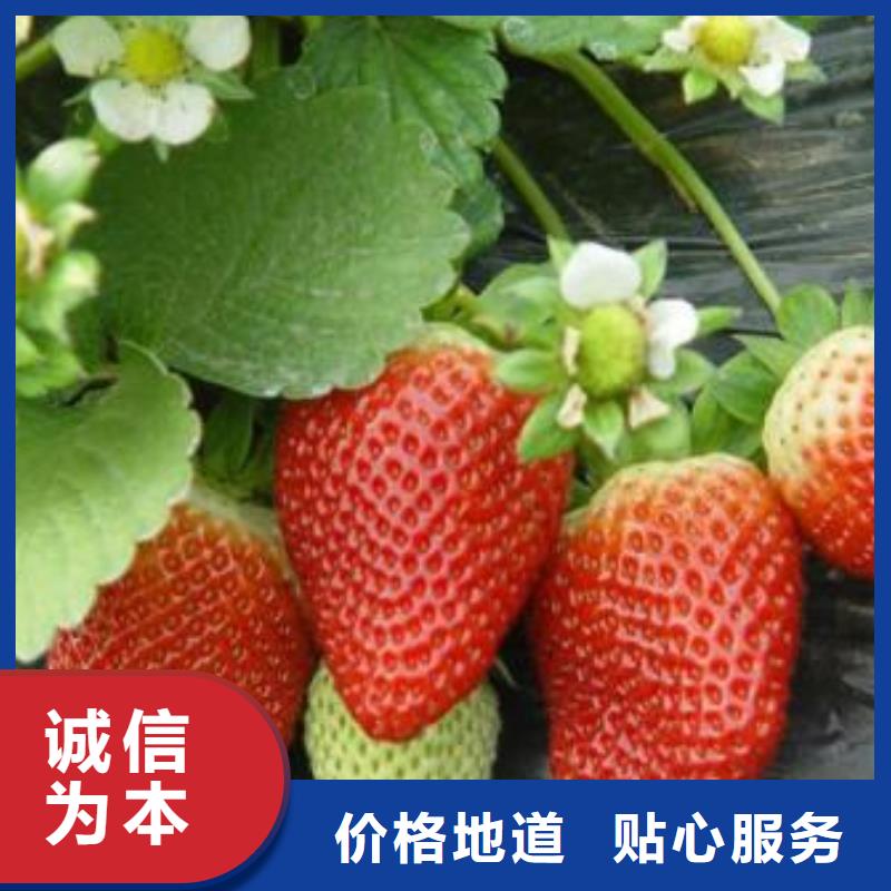 河北【草莓苗】_花椒苗价格公道合理