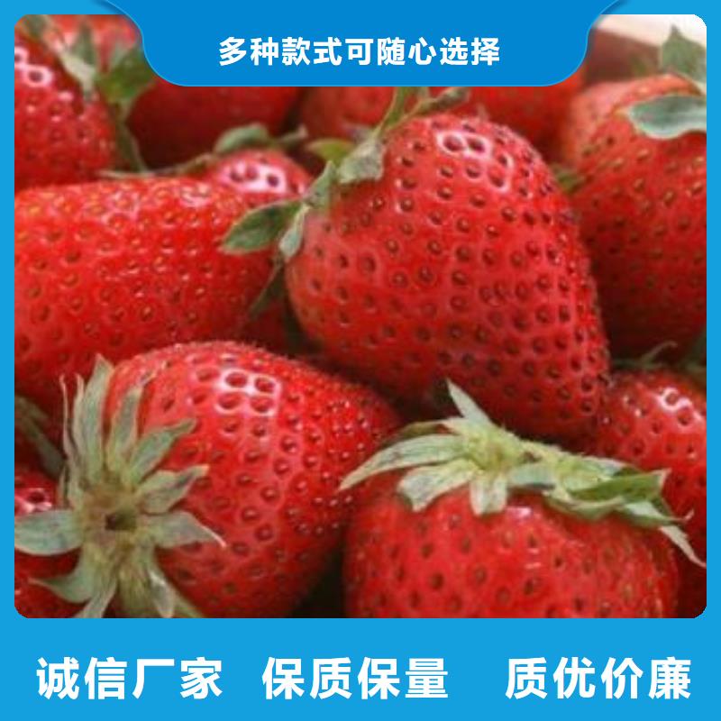 山西草莓苗梨树苗可定制有保障