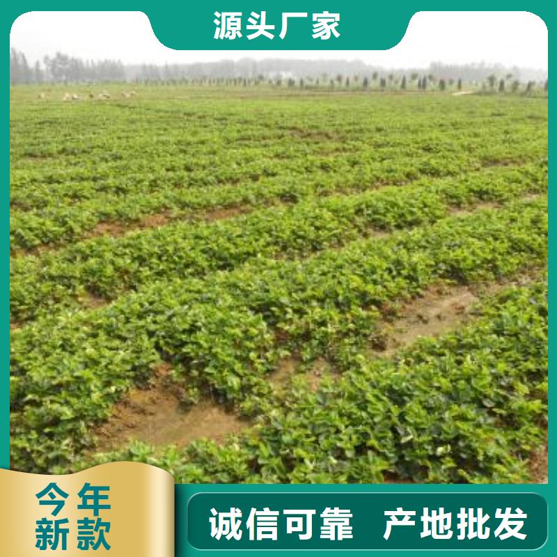 达娜草莓苗种植技术当地制造商