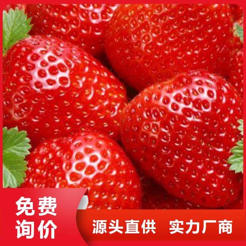 凉山白色小町草莓苗品种纯正