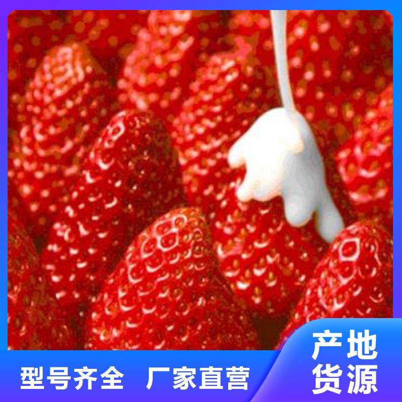 红宝石草莓苗品种纯正厂家现货批发