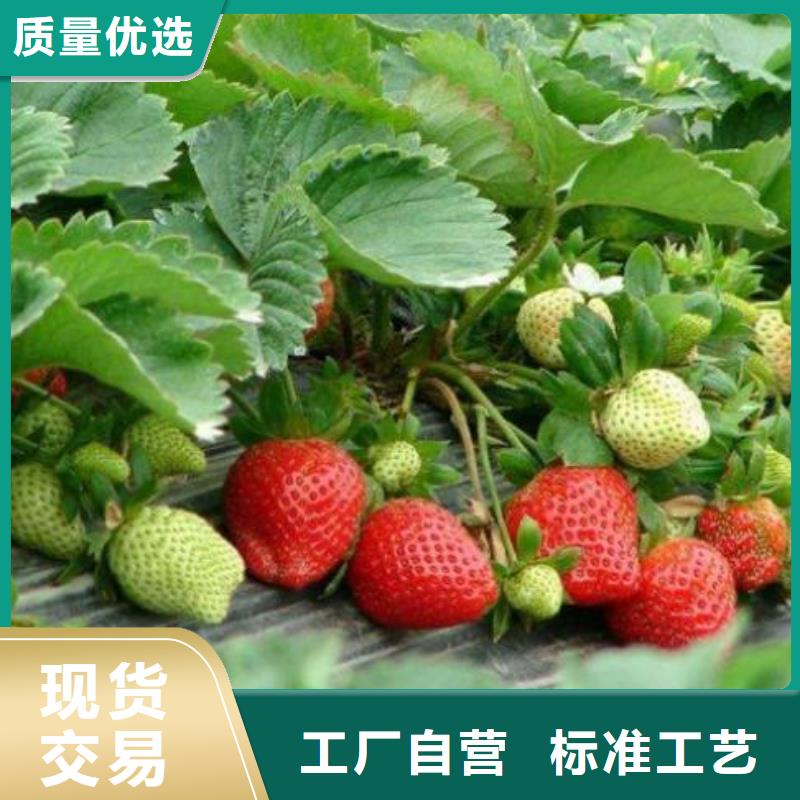 九江艳丽草莓苗苗产多少
