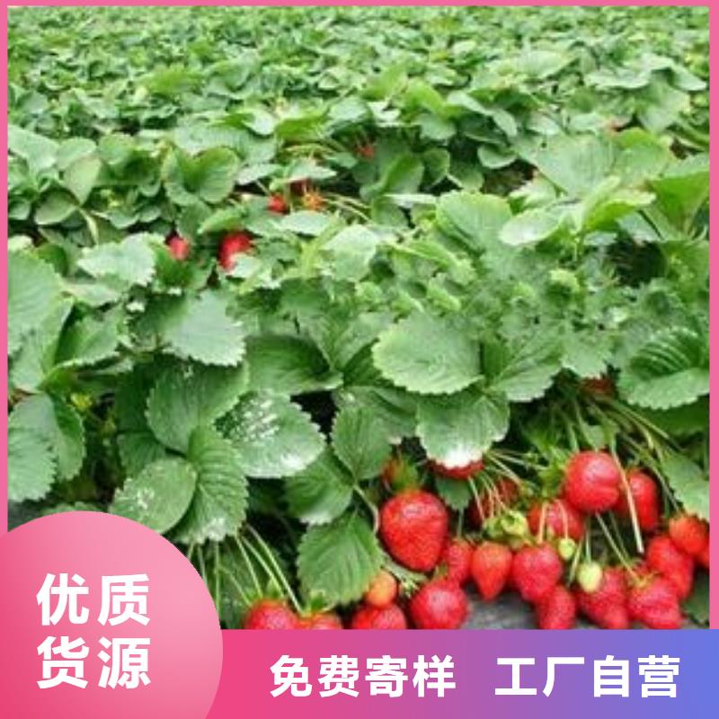 襄樊幸香草莓苗品种介绍