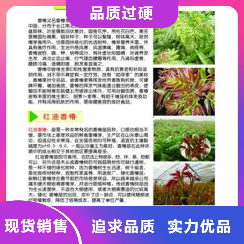 台湾春芽树苗种植方法