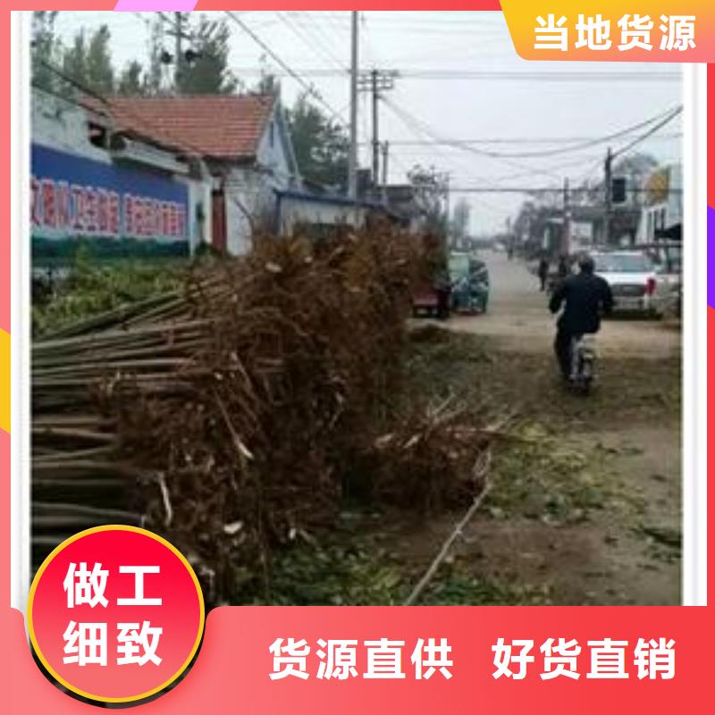萍乡大棚红香椿苗种植方法