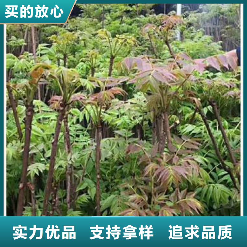香椿树苗种植方法品质优选