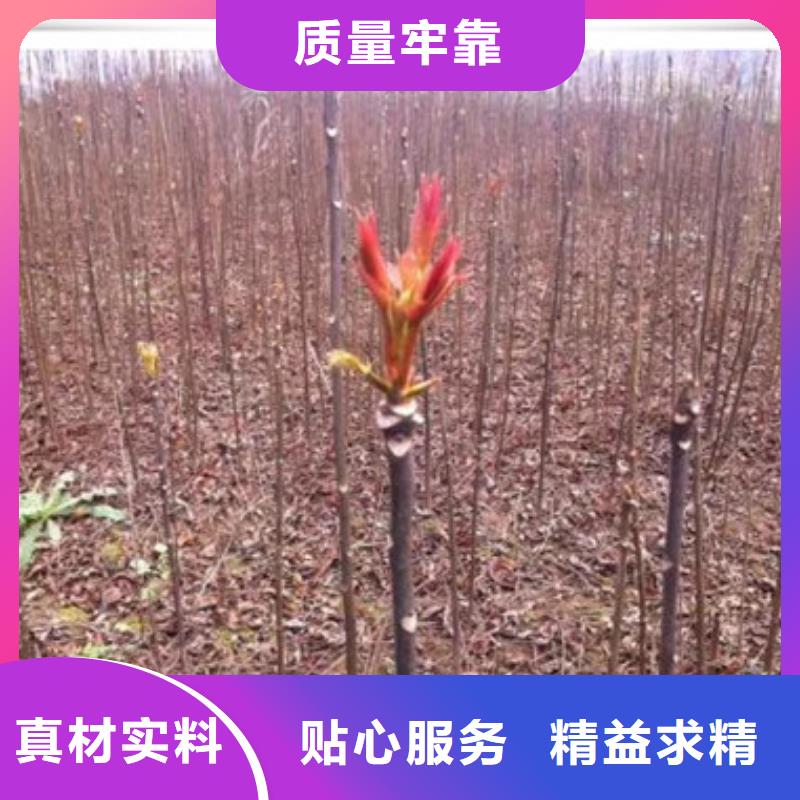 大棚红香椿树苗种植基地实体厂家