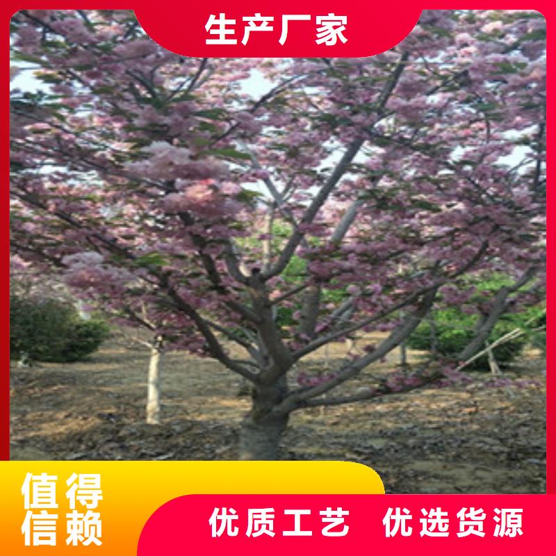 乐山高杆樱花树生长习性