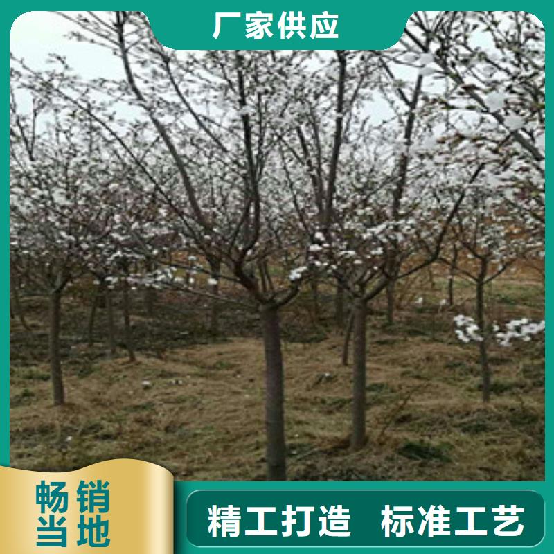 咸宁10公分樱花树种植基地