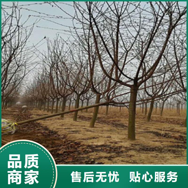 福州9公分樱花树多少钱一棵