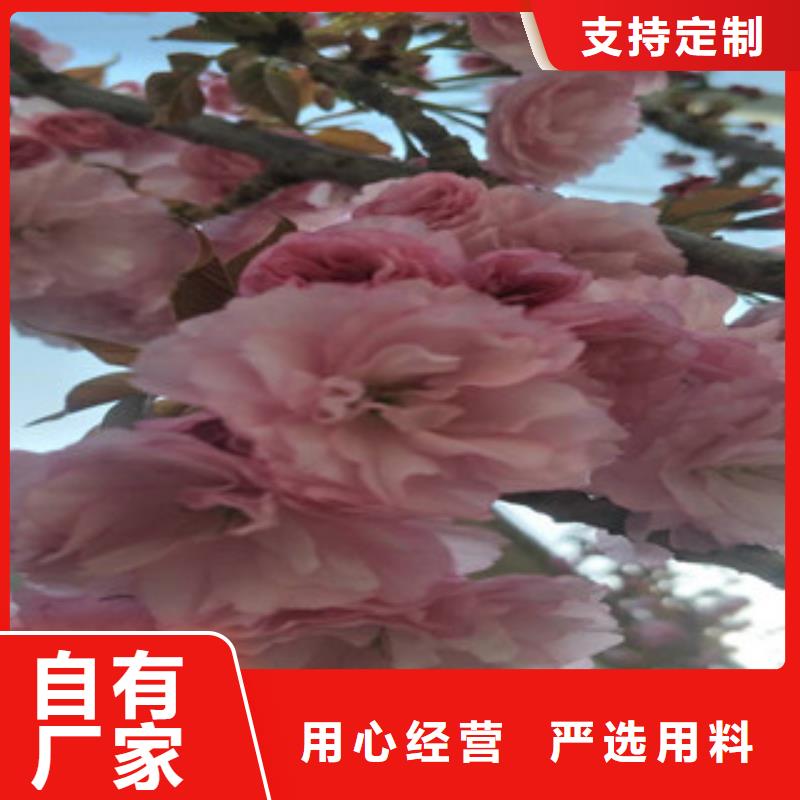 汉中高杆樱花树生长习性
