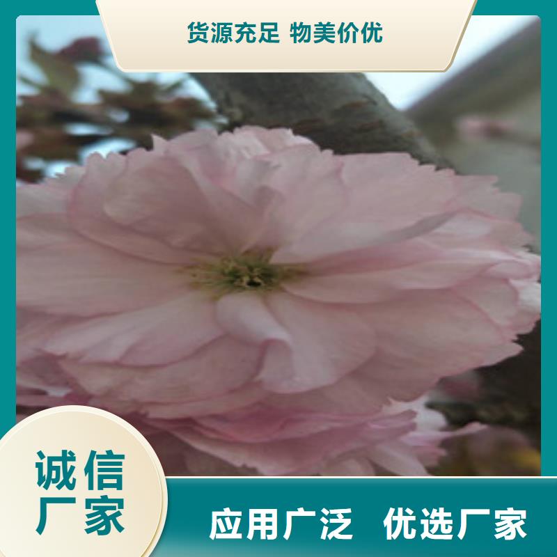 樱花占地果树细节严格凸显品质选择大厂家省事省心