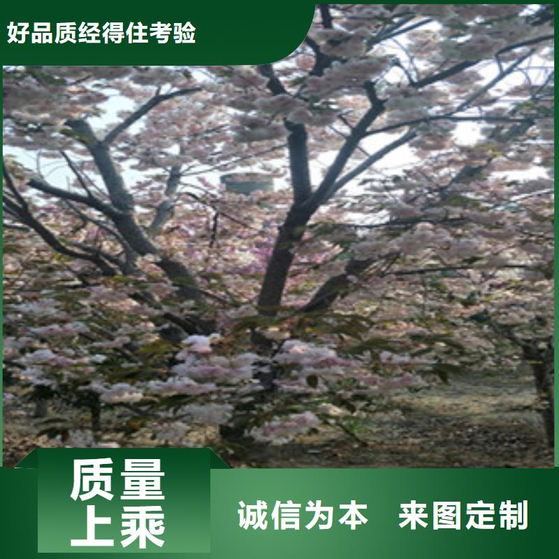 阳江观山樱花树多少钱一棵