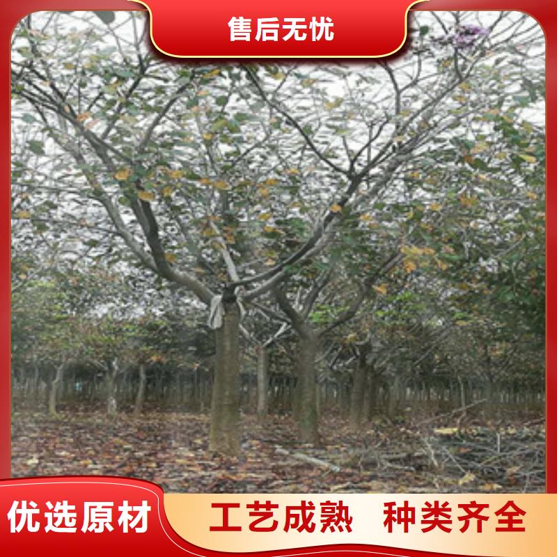 武威4公分樱花树品种多样