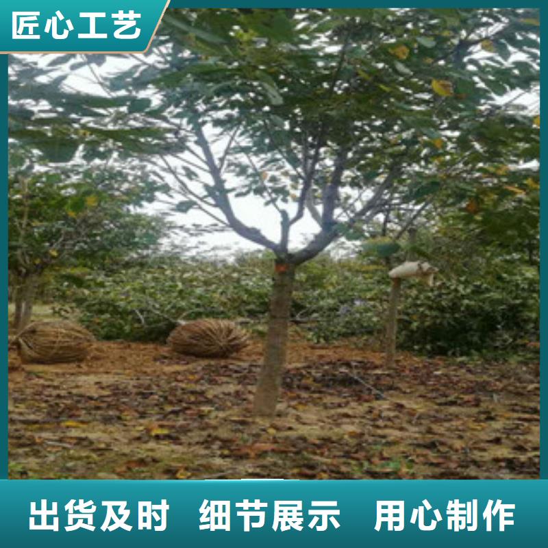 吉安12公分樱花树栽培技术