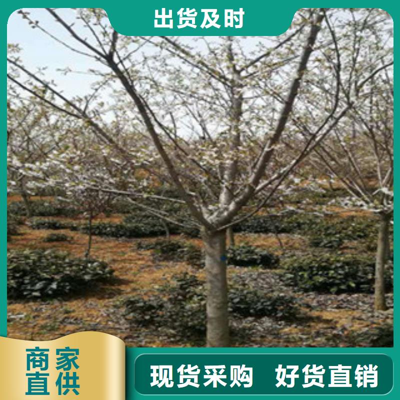 广东樱花占地果树每一处都是匠心制作