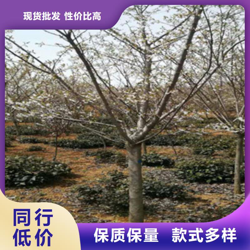 攀枝花5公分樱花树种植基地