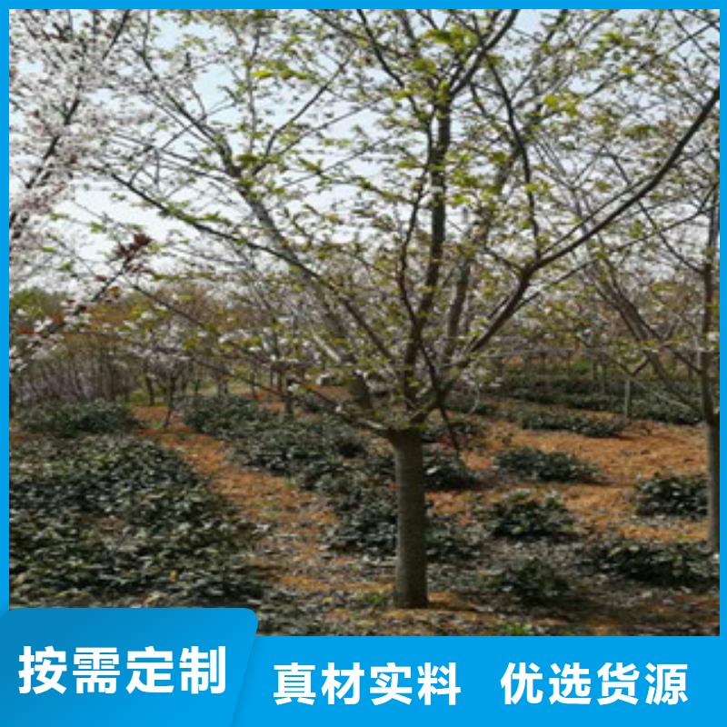 福建4公分樱花树种植基地