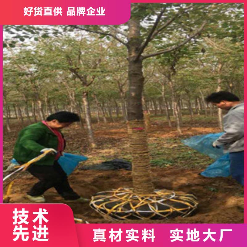柳州4公分樱花树生长习性