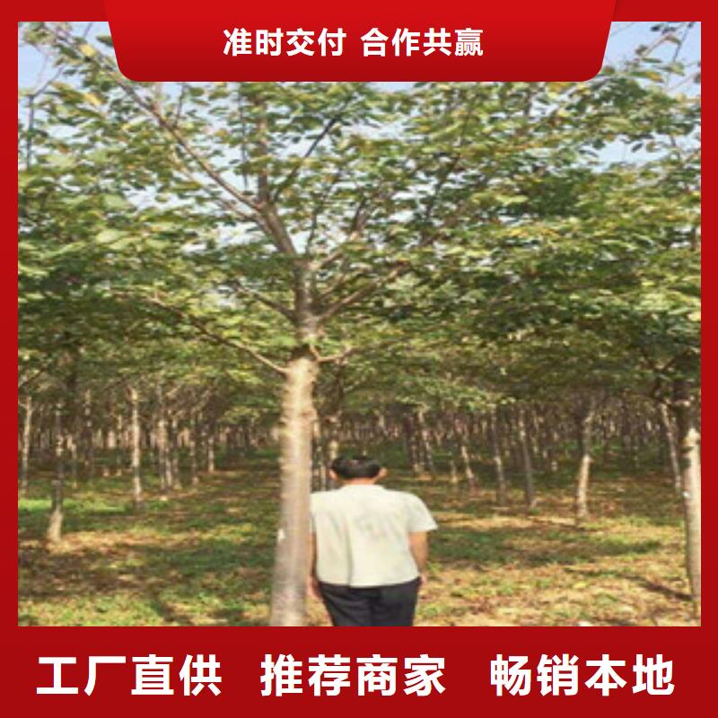 阳泉12公分樱花树种植基地