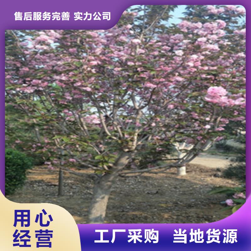 赣州7公分樱花树多少钱一棵