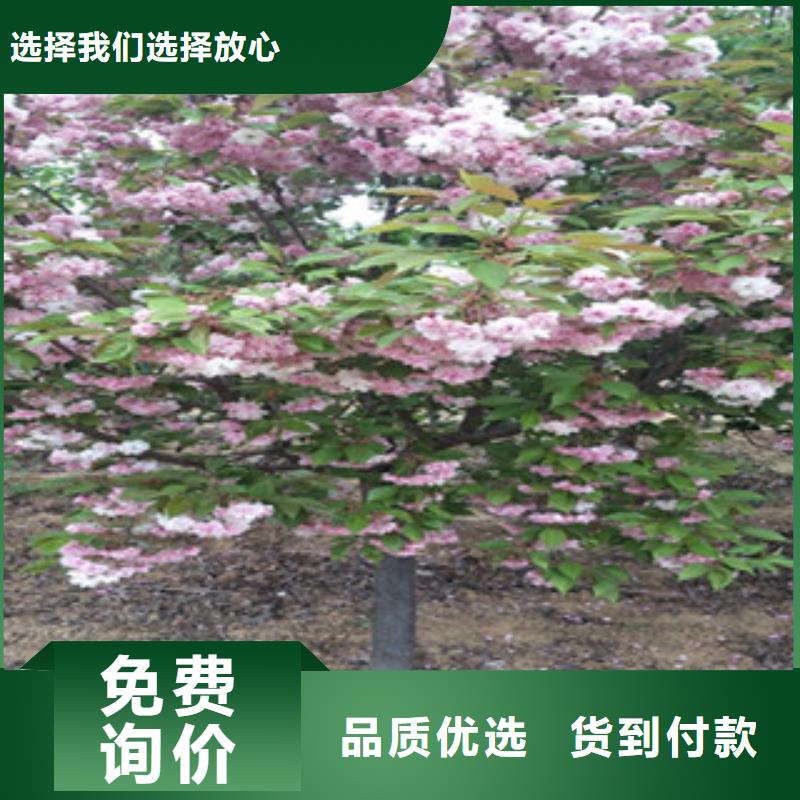 襄樊5公分樱花树生长习性工厂认证