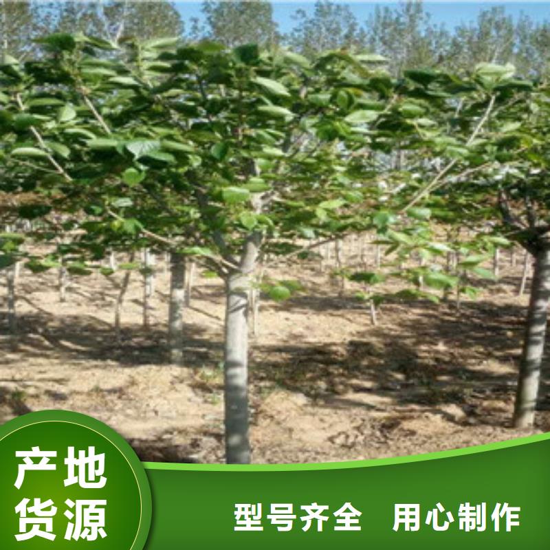 12公分樱花树栽培技术实拍品质保障