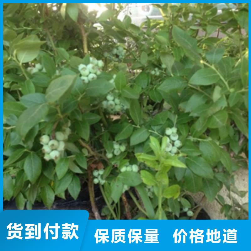 北京休仑蓝莓苗零售