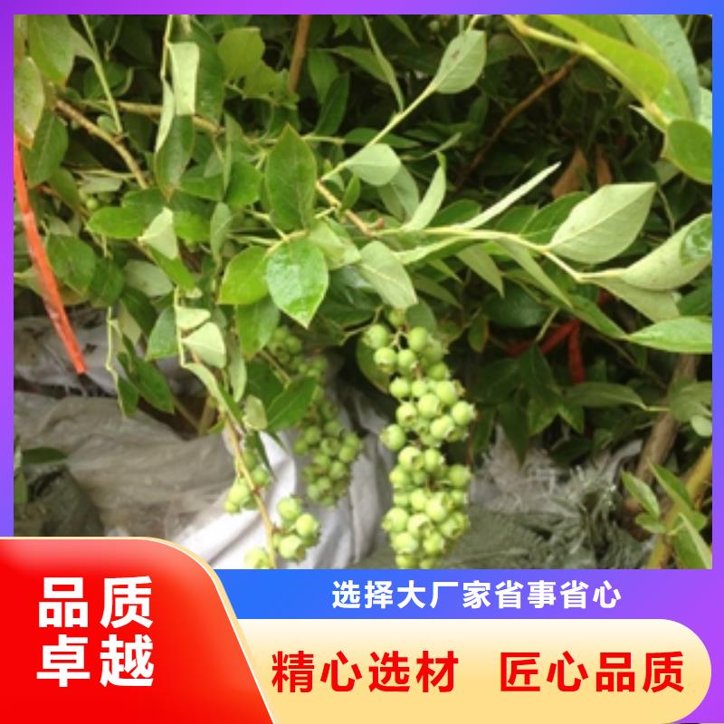 常德组培蓝莓苗江浙地区价格