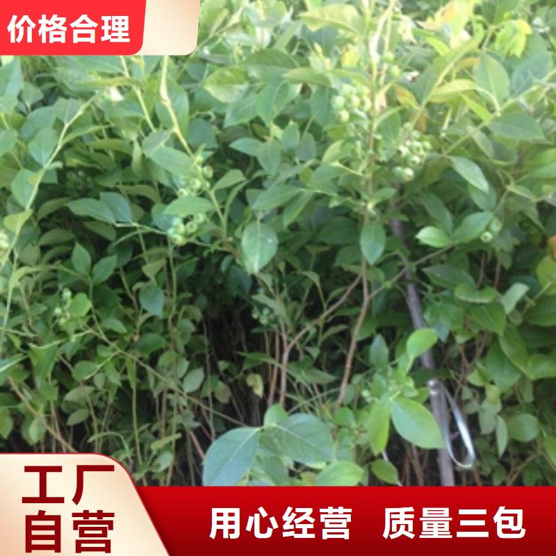 陕西地栽蓝莓苗繁育方法