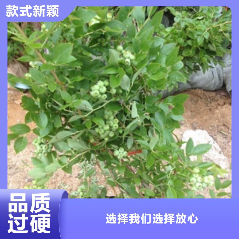 广东蓝莓苗核桃苗 樱花苗 长果桑树苗自有厂家