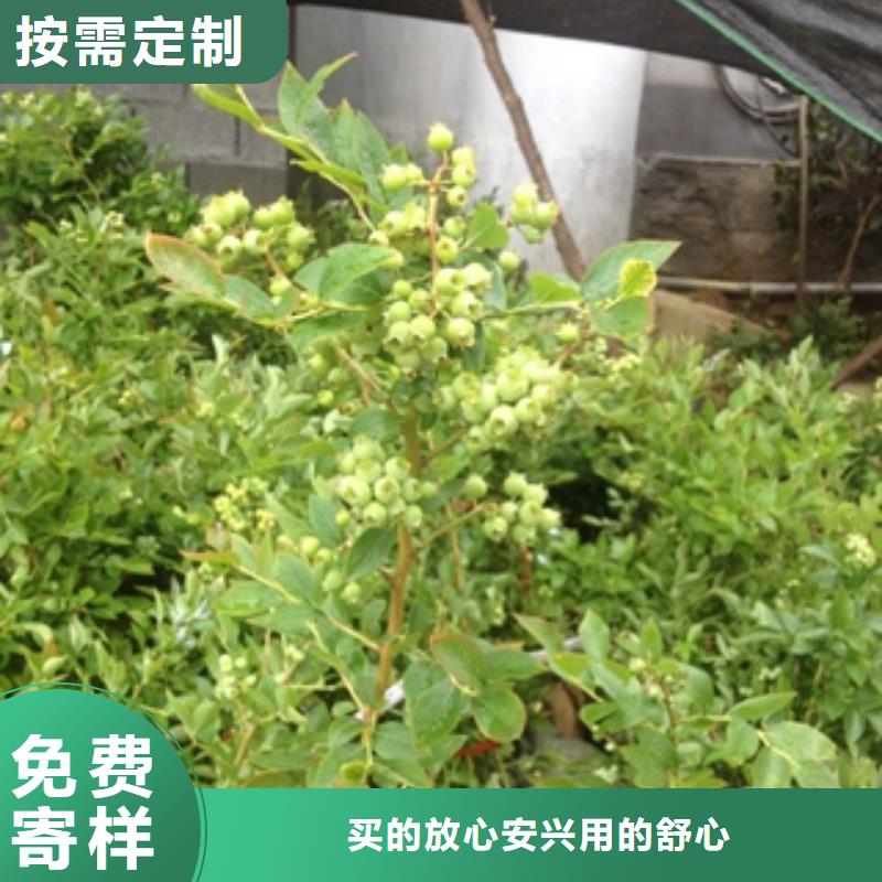 安徽蓝莓苗绿化树 绿化工程销售的是诚信