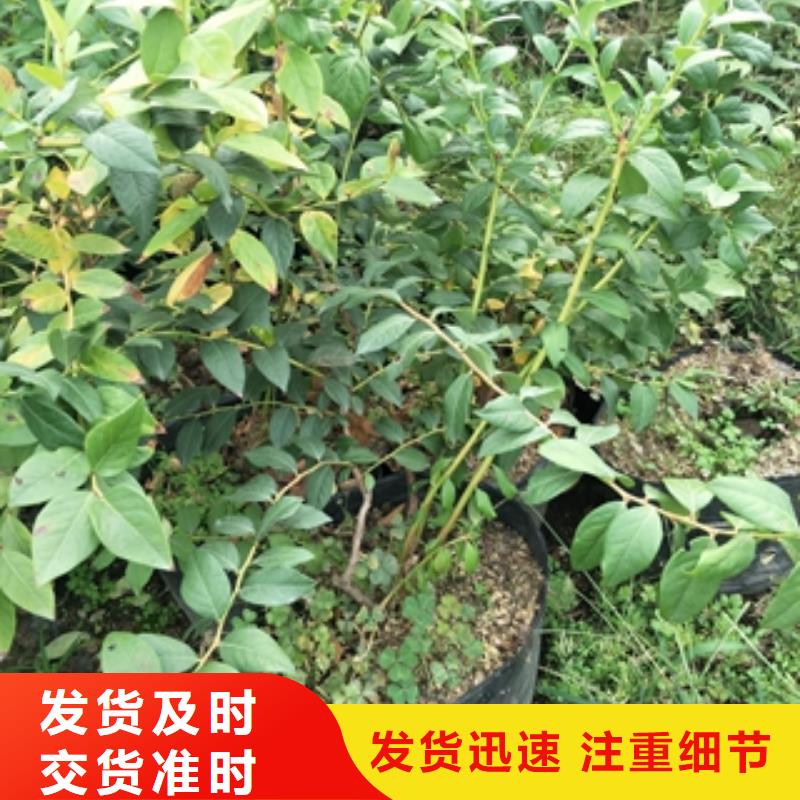 江苏蓝莓苗占地果树24小时下单发货
