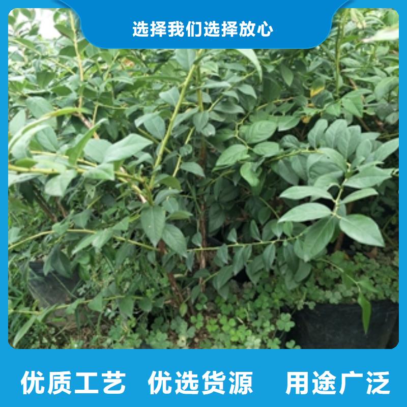 蓝莓苗占地果树多种工艺保障产品质量
