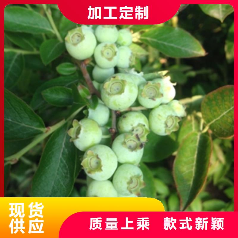 温州蓝莓苗-绿化树 绿化工程匠心打造