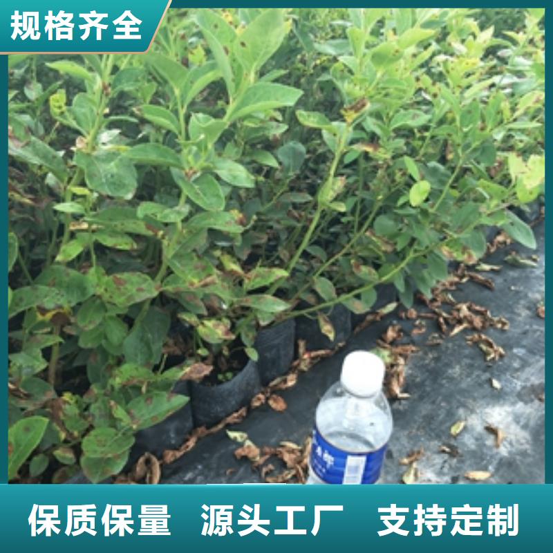 广州地栽蓝莓苗培育基地