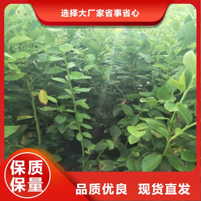 哈尔滨组培蓝莓苗江浙地区价格