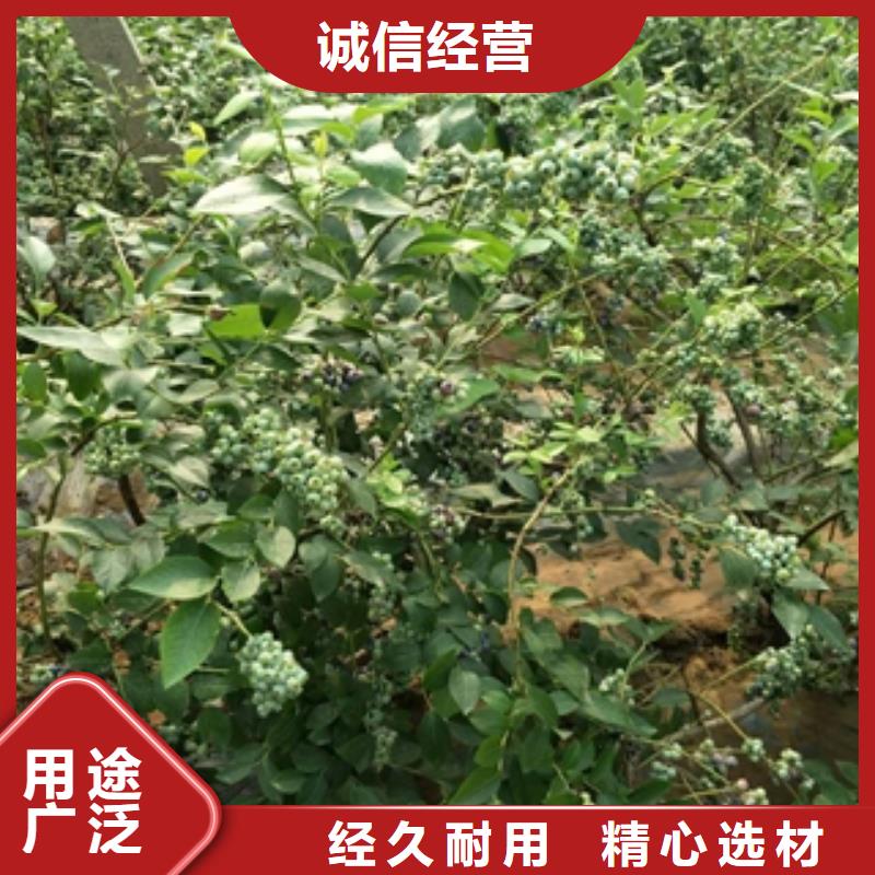 地栽蓝莓苗江浙地区价格一站式供应厂家