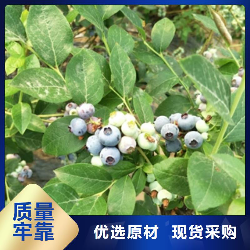 广州2年生天后蓝莓苗种植技术
