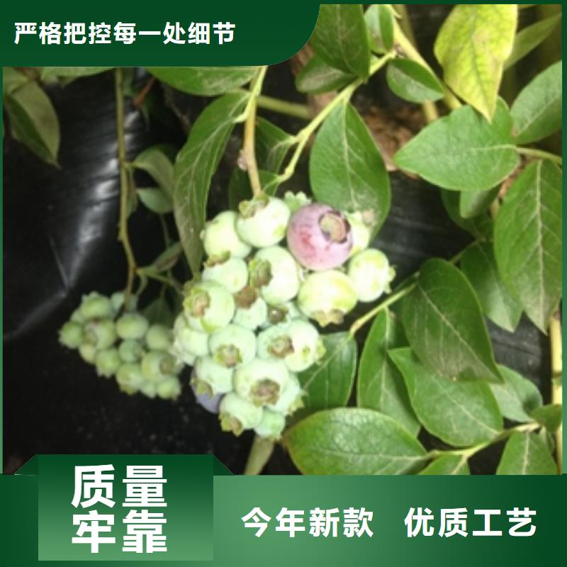 绿宝石蓝莓苗江浙地区价格支持大小批量采购