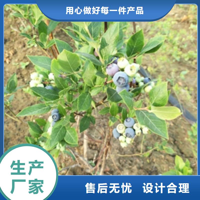 天津蓝莓苗绿化树 绿化工程选择我们没错