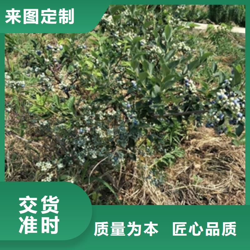 蓝莓苗_占地果树联系厂家当地品牌