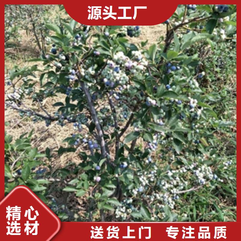 香港蓝莓苗,国槐实体诚信厂家