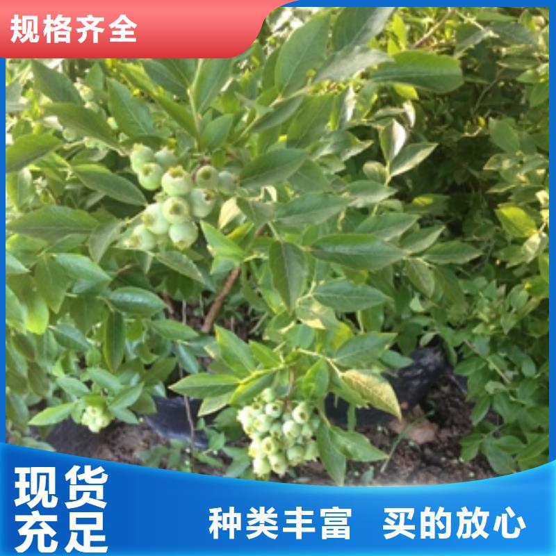 凉山绿宝石蓝莓苗繁育方法