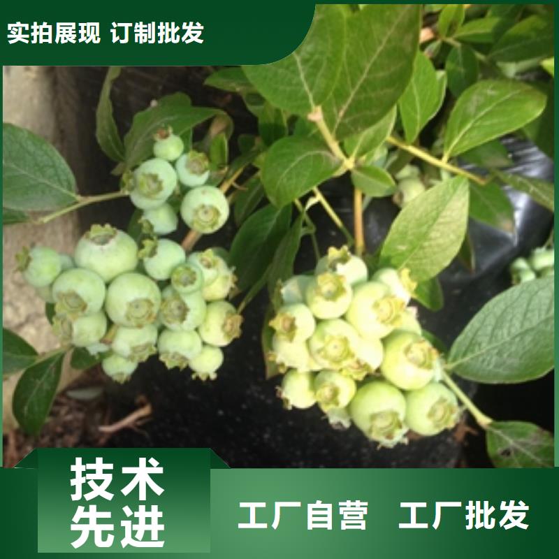 连云港组培明星蓝莓苗品种纯正