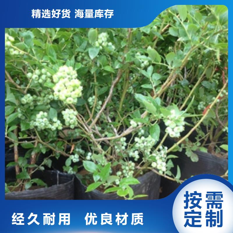 蓝莓苗泰山景松造型景松高标准高品质放心购